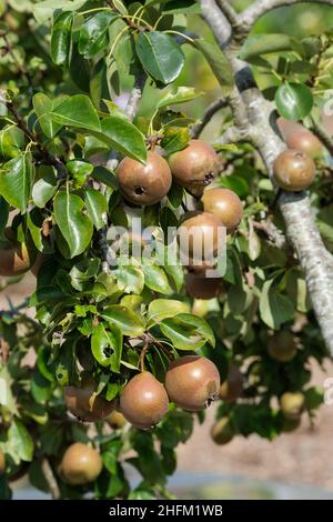 Perry Pear Red Pear, Aylton Red, Black Horse, Blunt Red, Red Horse, Sacco, Pyrus communis 'Pere Rosso'. Albero di coltivazione di frutta matura Foto Stock