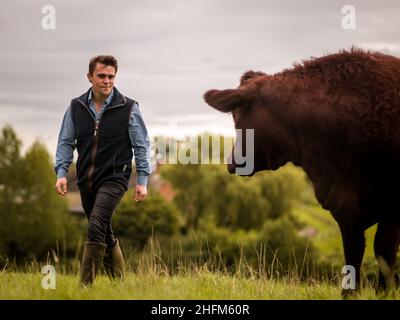 Devon Ruby mucche di bestiame in un campo Foto Stock