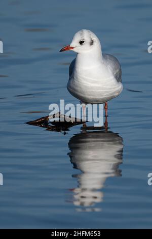 Riflesso di un gabbiano a testa nera in uno stagno situato in Bushy Park, Londra Foto Stock