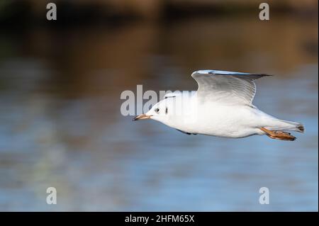 Gabbiano a testa nera in volo a Bushy Park, Londra Foto Stock