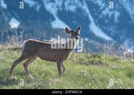 Mule cervi, Wallowa Valley, Oregon. Foto Stock