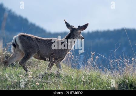Mule cervi, Wallowa Valley, Oregon. Foto Stock