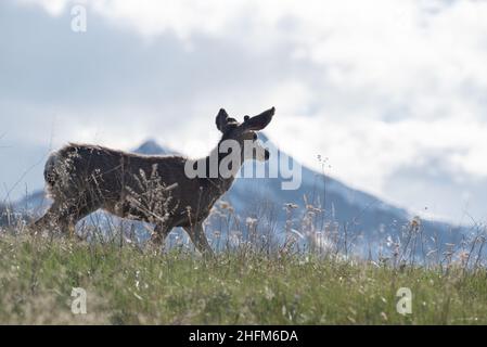 Mule cervi, Wallowa Valley, Oregon. Foto Stock