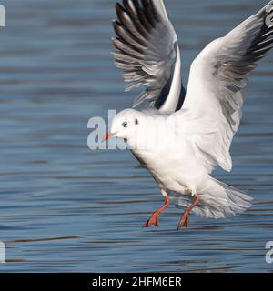 Gabbiano a testa nera in volo a Bushy Park, Londra Foto Stock