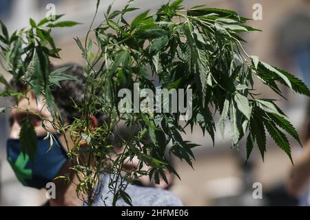 Cecilia Fabiano/LaPresse Giugno 25 , 2020 Roma (Italia) Notizie dimostrazione per la legalizzazione della coltivazione della marijuana nella foto : Riccardo Magi Foto Stock