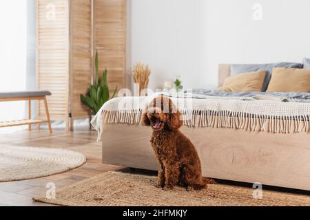 pupazzola ben curata seduta su tappeto di rattan e sbadiglio vicino al letto Foto Stock