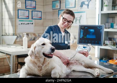 Veterinario femminile che fa ultrasuoni e l'analisi della salute degli animali, mentre la sua sdraiata sul tavolo in ufficio veterinario Foto Stock