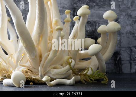 Shimeji, funghi bianchi a conchiglia, primo piano, isolati su sfondo nero, tessellati Hypsizygus, freschi e crudi Foto Stock