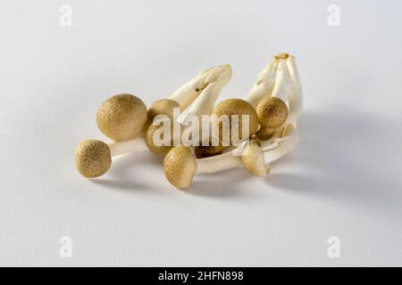 Deliziosi funghi con tappo dorato, freschi e crudi, da vicino Foto Stock