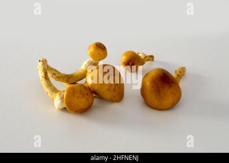 Deliziosi funghi con tappo dorato, freschi e crudi, da vicino Foto Stock