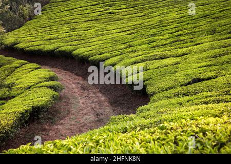 Cespugli di fila verde vicino strada di campagna girano alle piantagioni di tè in Munnar, Kerala, India Foto Stock