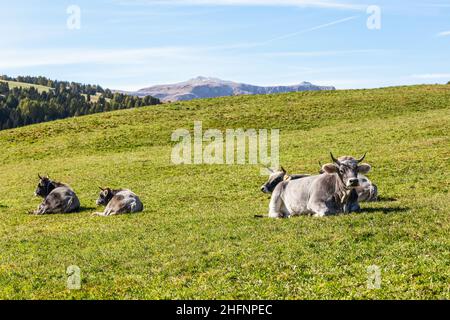 Le mucche grigie giacciono su erba verde fresca in un pascolo alpino in Italia Foto Stock