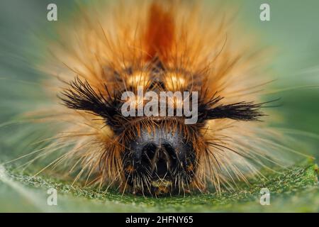 Primo piano di noce-albero Tussock Moth caterpillar (Colocasia coryli). Tipperary, Irlanda Foto Stock