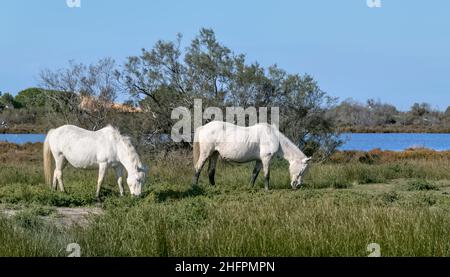 Due cavalli della Camargue al pascolo nel Parco Nazionale della Camargue, Francia Foto Stock