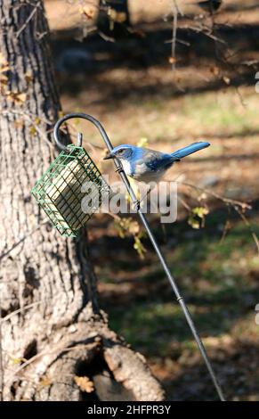 Bella macchia blu jay arroccato su un alimentatore di uccelli. Foto Stock