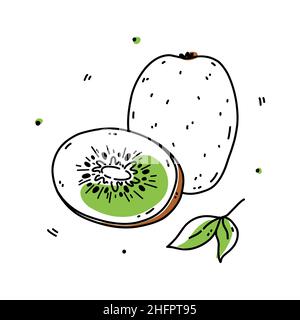 Frutta intera e mezzo kiwi isolata su sfondo bianco. Cibo sano biologico. Illustrazione vettoriale disegnata a mano in stile doodle. Perfetto per carte, logo, decorazioni, disegni vari. Illustrazione Vettoriale