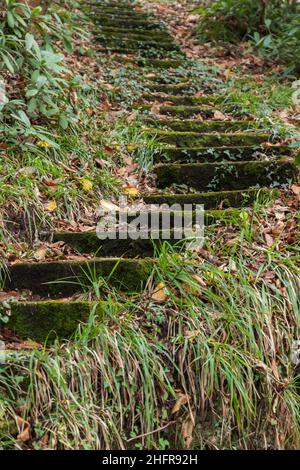 Vecchie scale di cemento saliscono in un giardino abbandonato vuoto, foto verticale Foto Stock