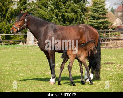 Mare marrone e volpe di cavalli razza per showjumping sul prato in giorno d'estate Foto Stock