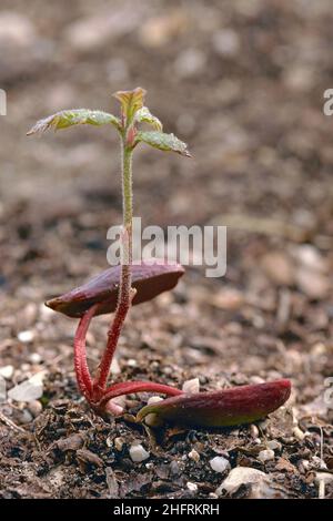 Ghiande germogliate di quercia comune, Quercus robur, Fagaceae Foto Stock