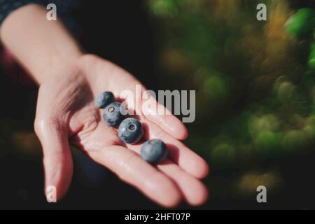 Quattro mirtilli appena raccolti in mano Foto Stock