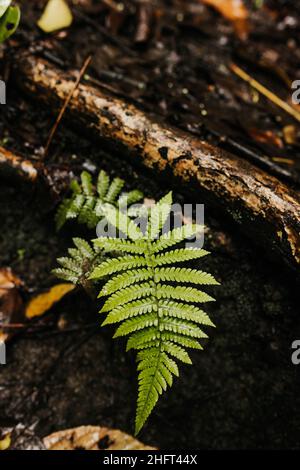 Fern crescente dopo il rainstorm nei boschi delle Hawaii Foto Stock