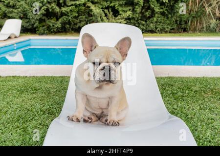 Serio cane Bulldog francese seduto e fissando la macchina fotografica Foto Stock