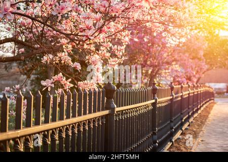 Castiron recinzione e Saucer Magnolias al tramonto nella stagione primaverile. Foto Stock