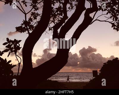 Albero silhouetted + Walker dopo il tramonto, Kailua Beach, o'ahu, HI, Foto Stock