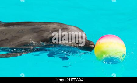 delfini frolic in acqua blu limpida, fuoco selettivo Foto Stock