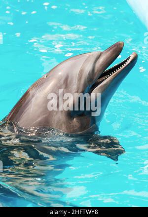 delfini frolic in acqua blu limpida, fuoco selettivo Foto Stock