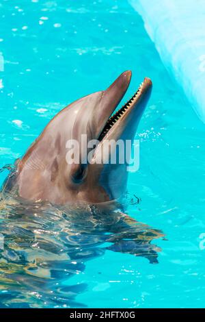 delfini frolic in acqua blu limpida, fuoco selettivo Foto Stock