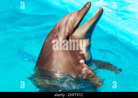 delfini frolic in acqua blu limpida, fuoco selettivo Foto Stock