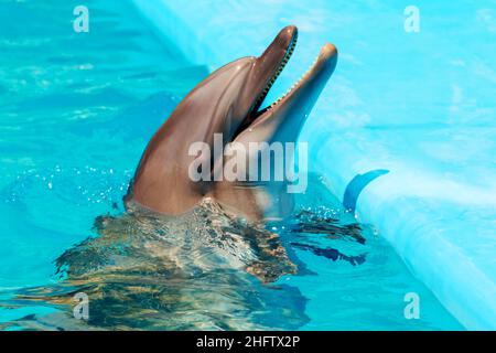 delfini frolic in acqua blu limpida, fuoco selettivo Foto Stock