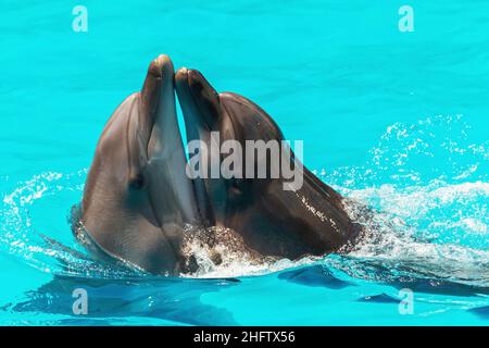 due delfini frolic nell'acqua blu limpida, fuoco selettivo Foto Stock