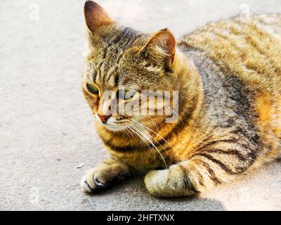 Bel gatto tabby con occhi verdi intensi adagiati sul marciapiede Foto Stock