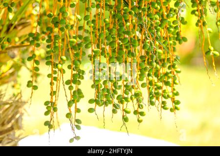 I frutti di dattero sui rami appendono da una palma alla luce del sole. Foto Stock