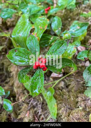 Il bunchberry canadese (Cornus canadensis) è una specie di pianta fiorente appartenente alla famiglia del dogwood, originaria dell'Asia orientale (Giappone, Corea, Chin nord-orientale) Foto Stock