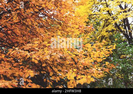 Bellissimi colori d'Autunno foglie / verde, giallo, arancione, rosso Foto Stock