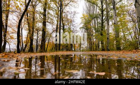 Riflesso di alberi nella pozza del parco della città in autunno dopo la pioggia. Foto di alta qualità Foto Stock