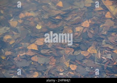 Vista dall'alto della lettiera delle foglie sul fondo del laghetto forestale nel parco nel giorno d'autunno. Foto di alta qualità Foto Stock