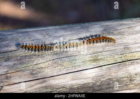 Macro fotografia del processionario del Pino (Thaumetopoea pityocampa) con l'accento sull'individuo centrale Foto Stock