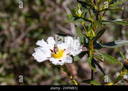 Unione bee, Apis mellifera, su bianco cisto fiore in primavera sul Mediterraneo, Cistus salviifolius, nomi comuni sage-lasciava rock-rose, salvia cist Foto Stock