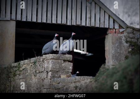 Guinea Fowl Masham Ripon Yorkshire Inghilterra Regno Unito Foto Stock