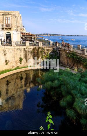 Aretusa Primavera, Ortigia, Siracusa, Sicilia Foto Stock