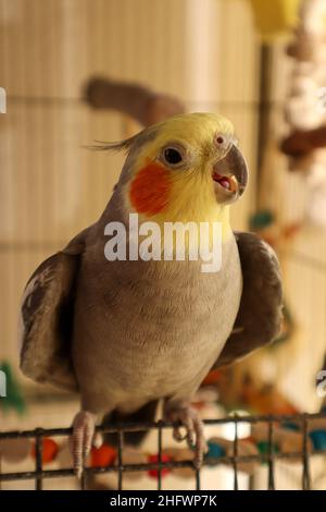 Un cockatiel maschile seduto sul Cage Entry Foto Stock