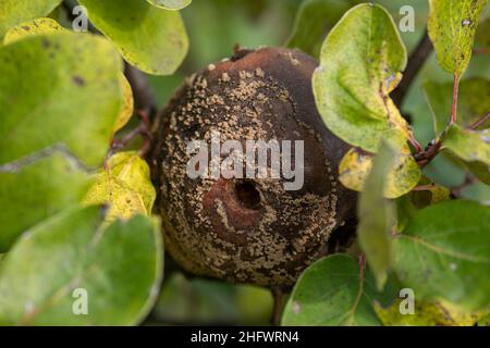 Mela cotogna marcio sull'albero della frutta, Monilia laxa (Monilinia laxa) infestazione, malattia vegetale Foto Stock