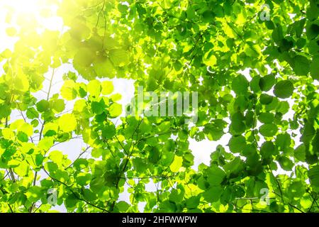 Il sole estivo splende attraverso il verde del fogliame degli alberi Foto Stock