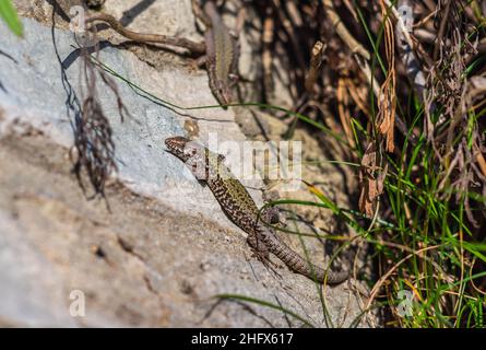 Una lucertola muraria (Podarcis muralis) - una specie non nativa o introdotta - crogiolarsi al sole durante l'inverno 2022 al lungomare di Boscombe, Dorset, Regno Unito Foto Stock