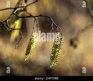 Comune Alder (Alnus Glutinosa) o europeo Alder Catkins che mostrano a metà gennaio durante un periodo mite di tempo, West Lothian, Scozia. Foto Stock