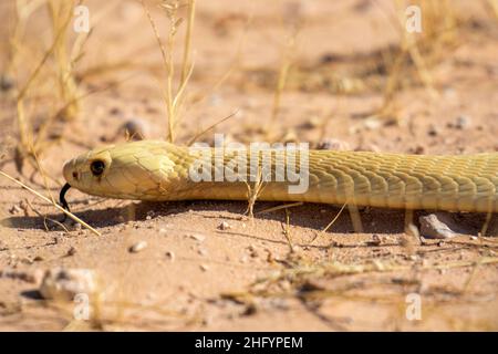 Capo Cobra nel Kgalagadi Foto Stock